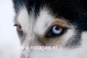 Portrait of a sled dog (husky) with two-toned eyes, both brown and blue. Dalarna, Sweden. Focus on the eye.
