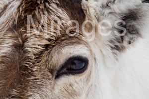 Close-up of a reindeer (Rangifer tarandus) in the snow in Swedish lapland.