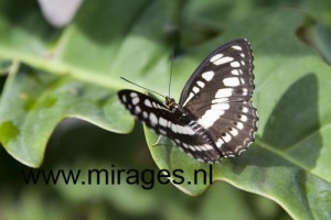 Butterfly in Changi Airport's butterfly garden
