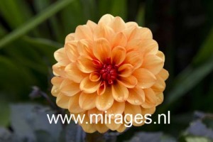 Orange dahlia flower. Gardens of Arundel Castle, West Sussex, England, UK.