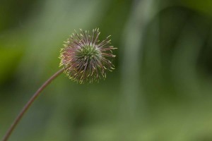 Ptarmigan lake trail, near Seward. Alaska, USA.