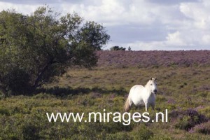 Ponies grazing in the New Forest National Park, England, UK.